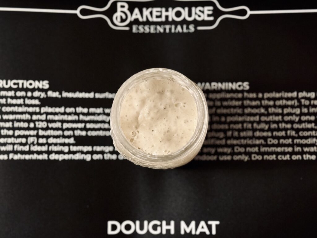 sourdough starter on warming mat