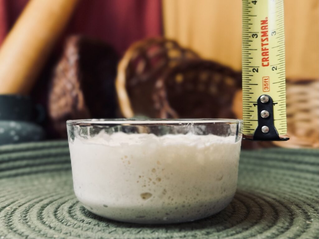 sourdough starter