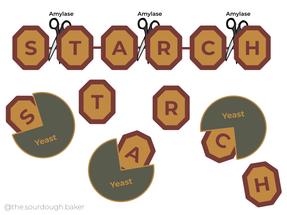 Starches being broken down by amylases and consumed by yeast
